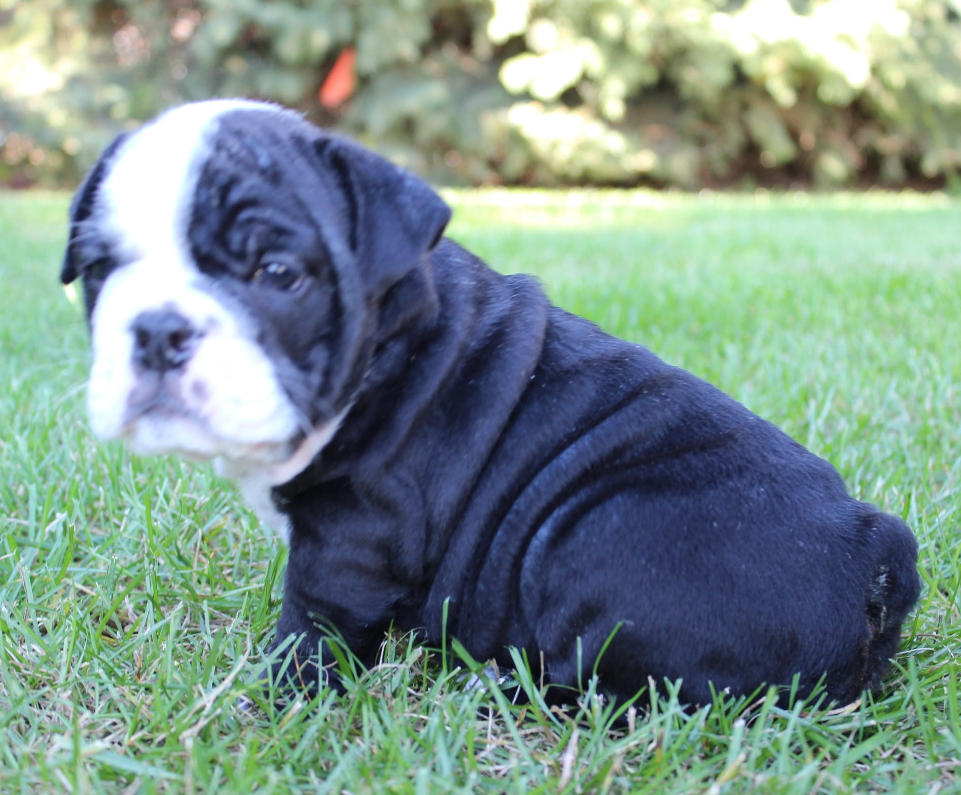 How to Potty Training a Puppy? Huskerland Bulldogs