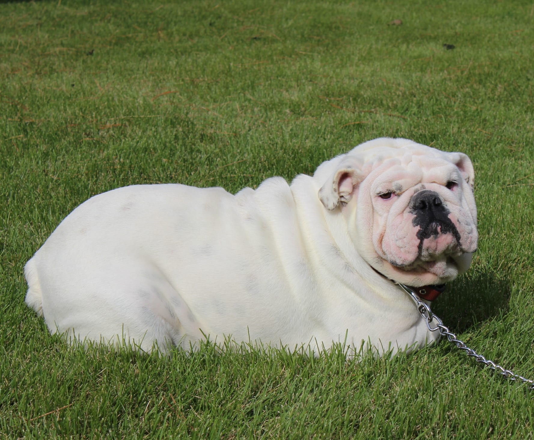 Adult English Bulldog Sires and Dams | Huskerland Bulldogs | Best Prices