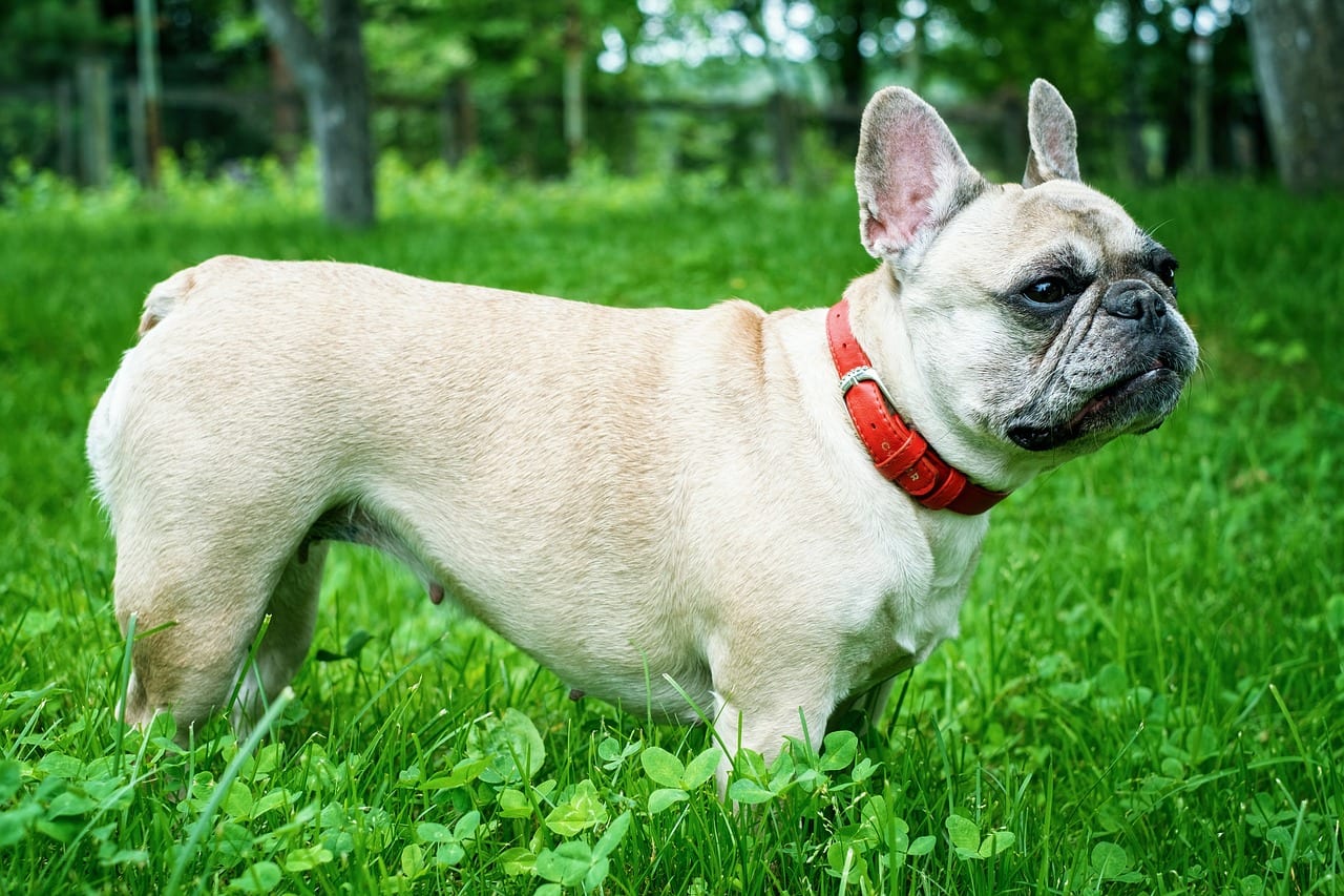 How to Get French Bulldog to Gain Weight  
