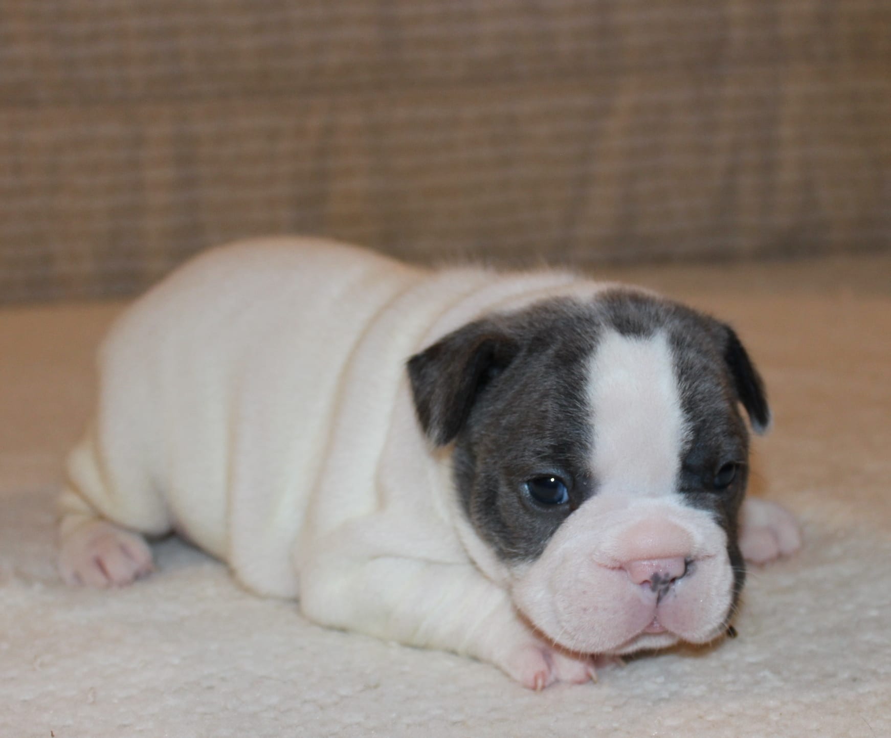French Bulldog Puppies for Sale Huskerland Bulldogs