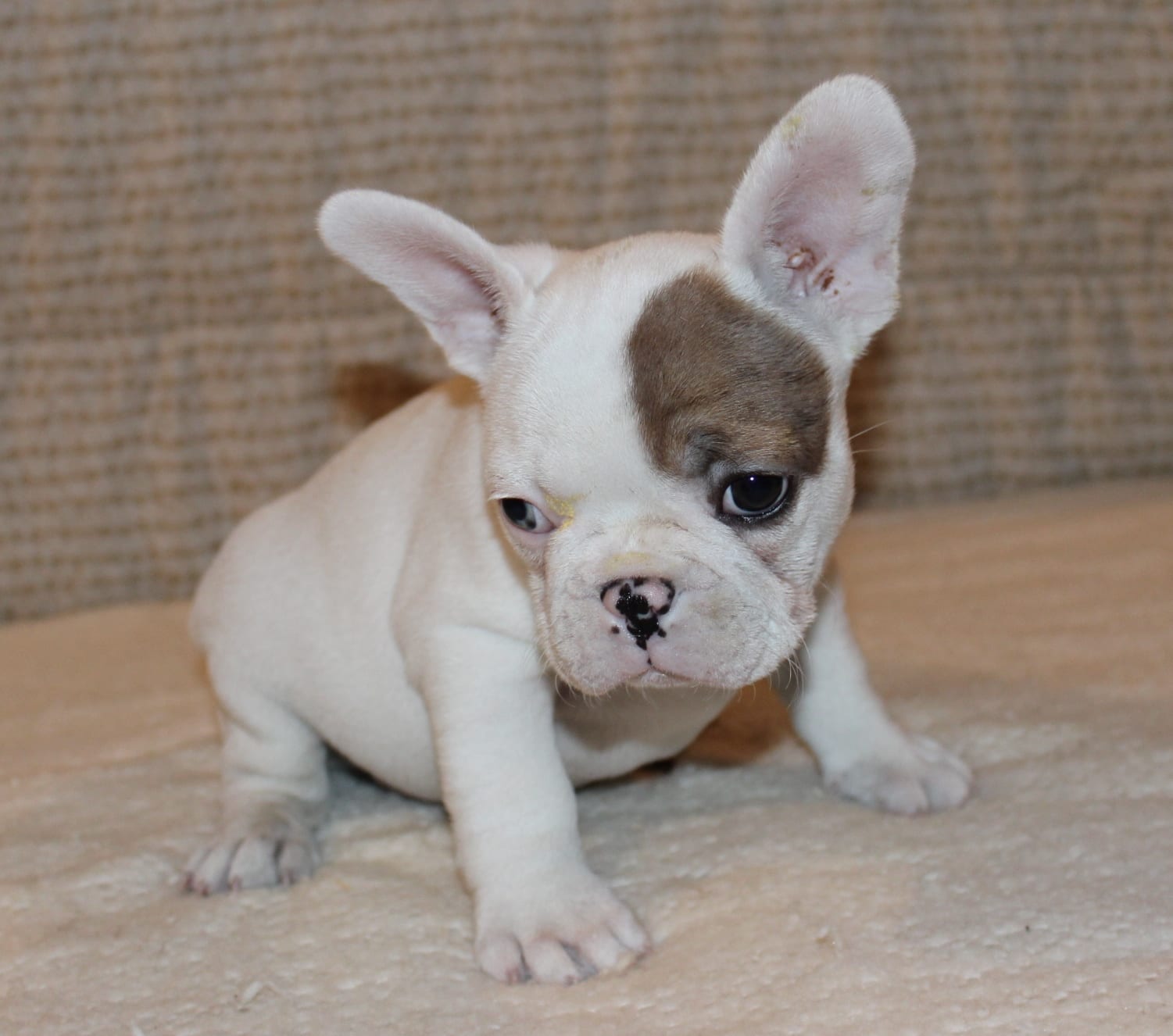 French Bulldog Puppies for Sale | Huskerland Bulldogs | AKC Registered