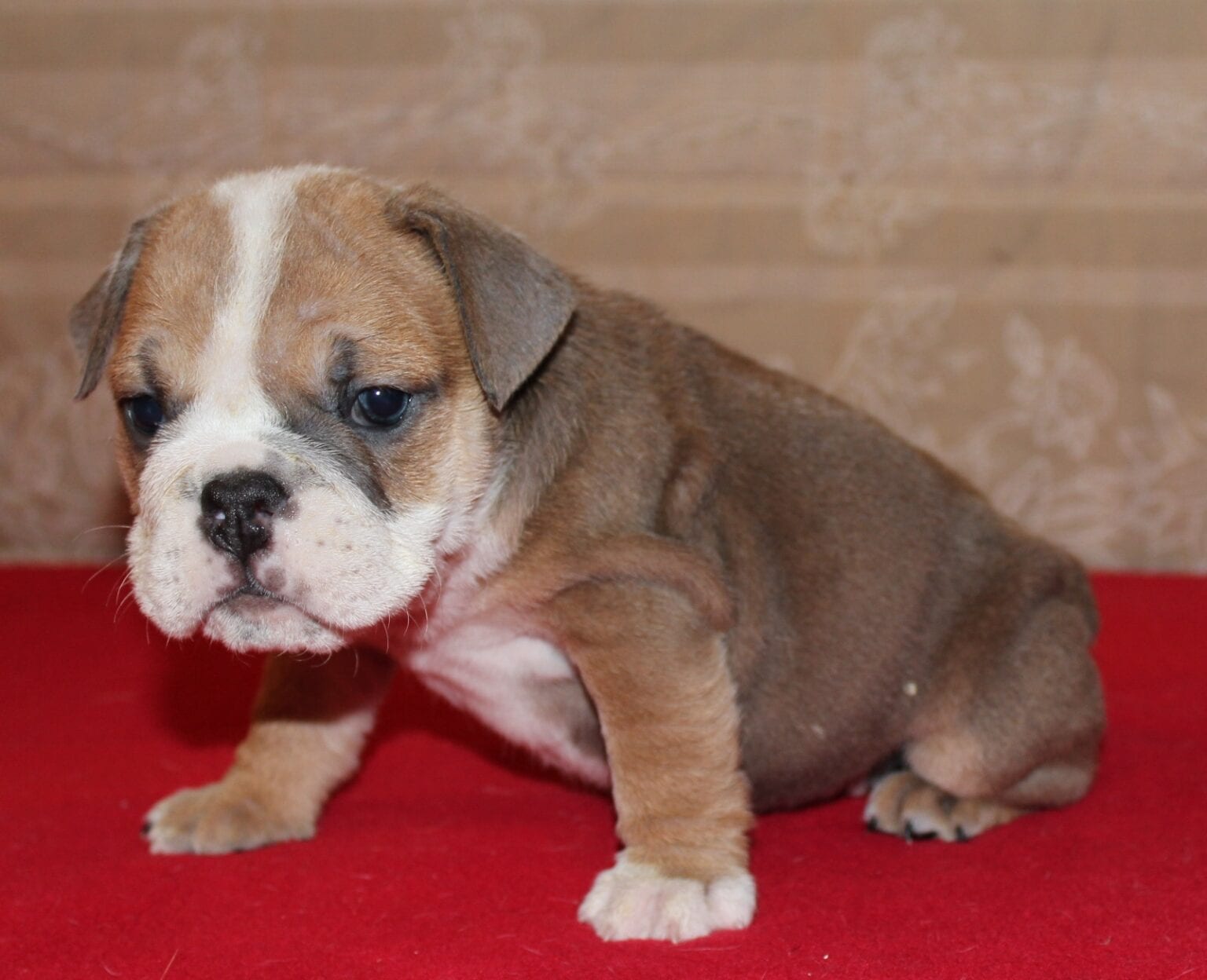 English Bulldog Puppies for Sale | Huskerland Bulldogs | AKC Registered