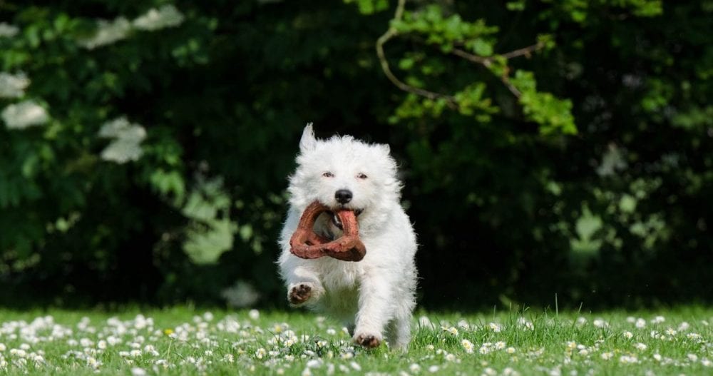 toys for small dogs