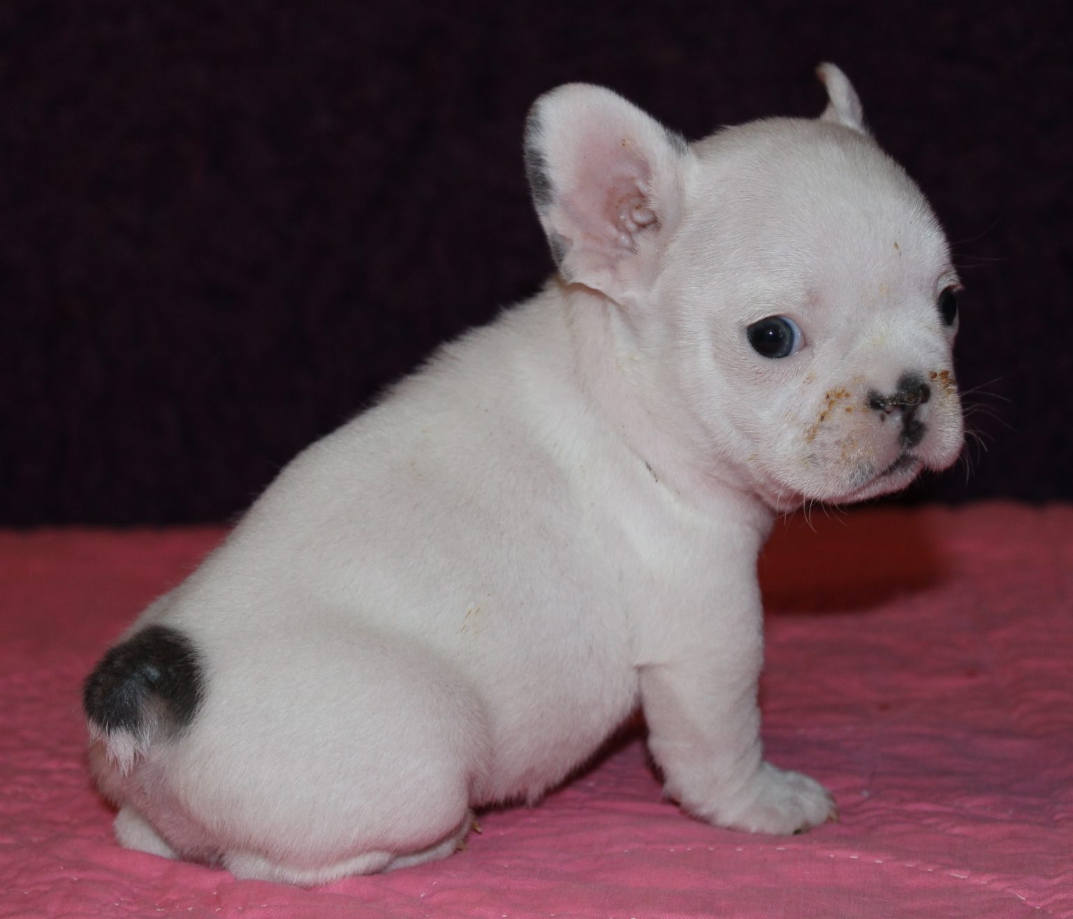 French Bulldog Puppies for Sale | Huskerland Bulldogs | AKC Registered