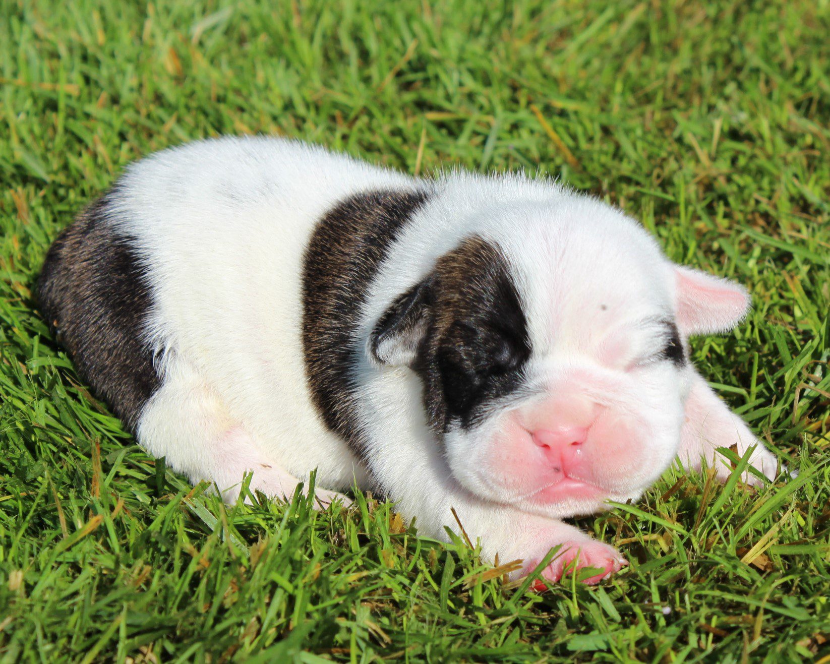 English Bulldog Puppies for Sale | Huskerland Bulldogs | AKC Registered