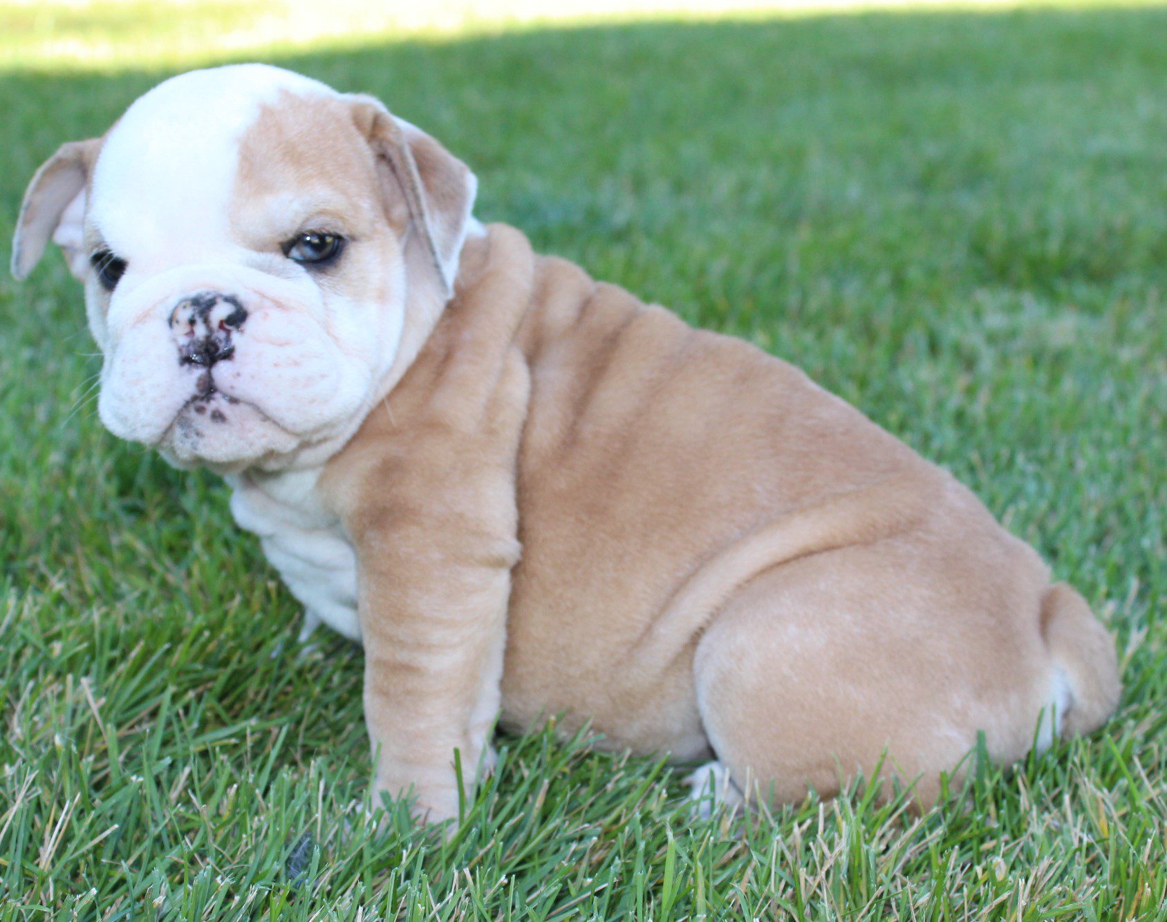 English Bulldog Puppies for Sale | Huskerland Bulldogs | AKC Registered