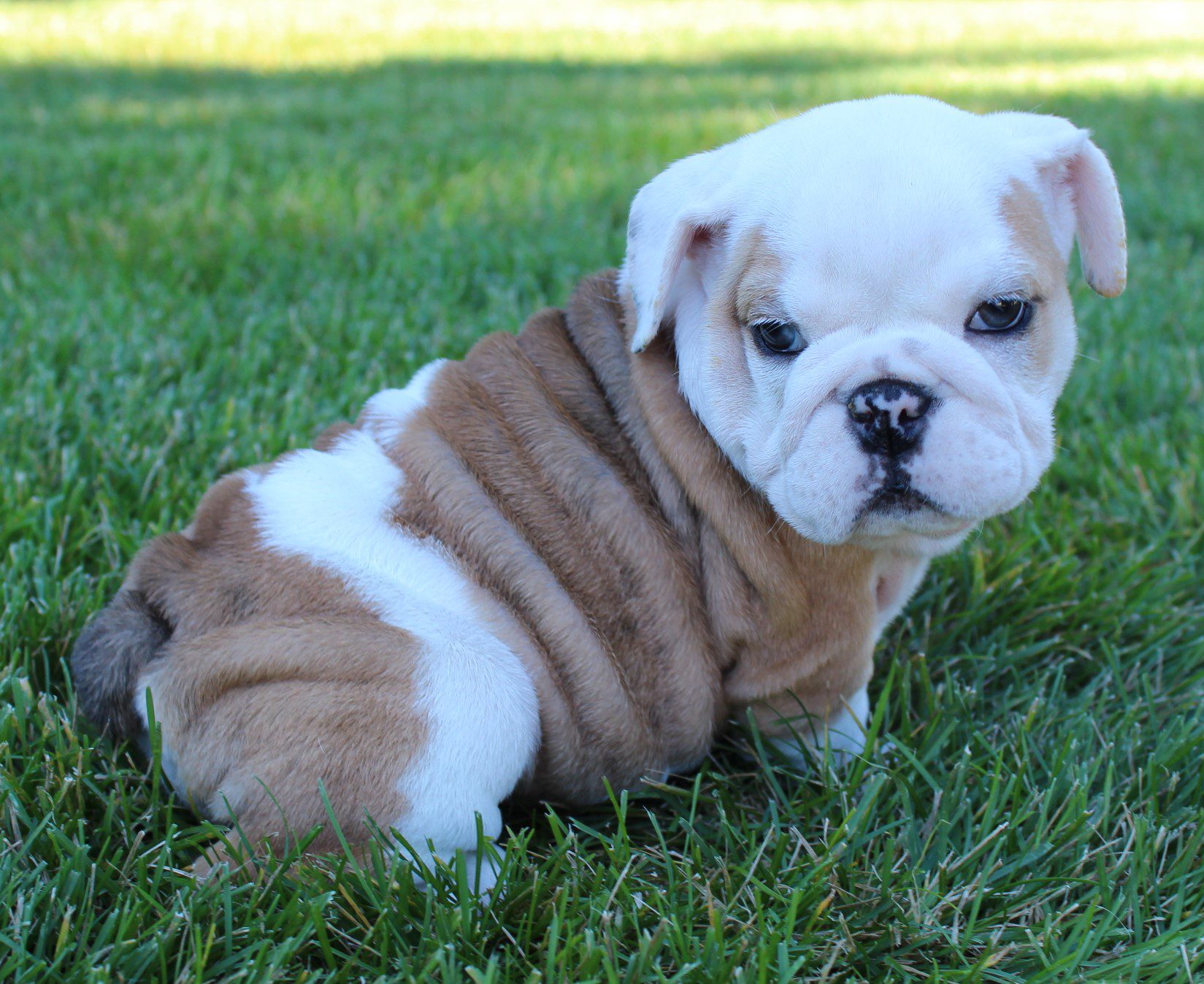 English Bulldog Puppies for Sale | Huskerland Bulldogs | AKC Registered